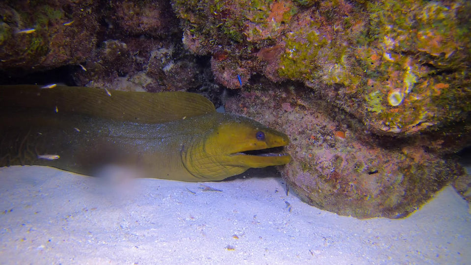Eels